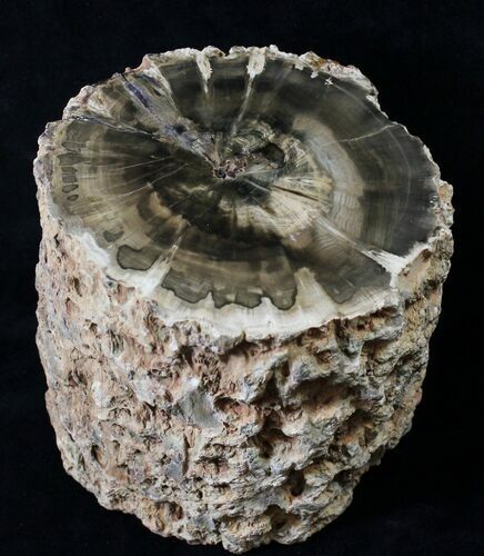 Triassic Aged Woodworthia Petrified Wood Log - lbs #19268